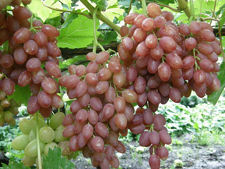 Виноград плодовый Кишмиш лучистый фото Виноград плодовый Кишмиш лучистый 