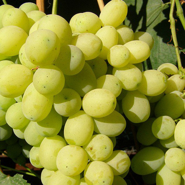 Виноград плодовый Лора фото 3 
