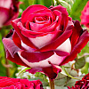 Роза чайно-гибридная Биколет фото 1 